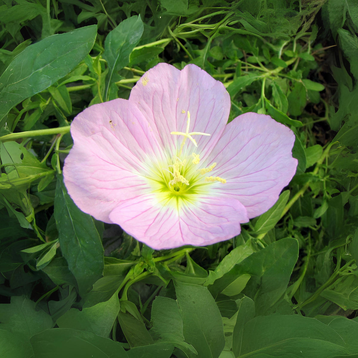 Oenothera Seeds - Showy Evening Primrose, 30 seeds