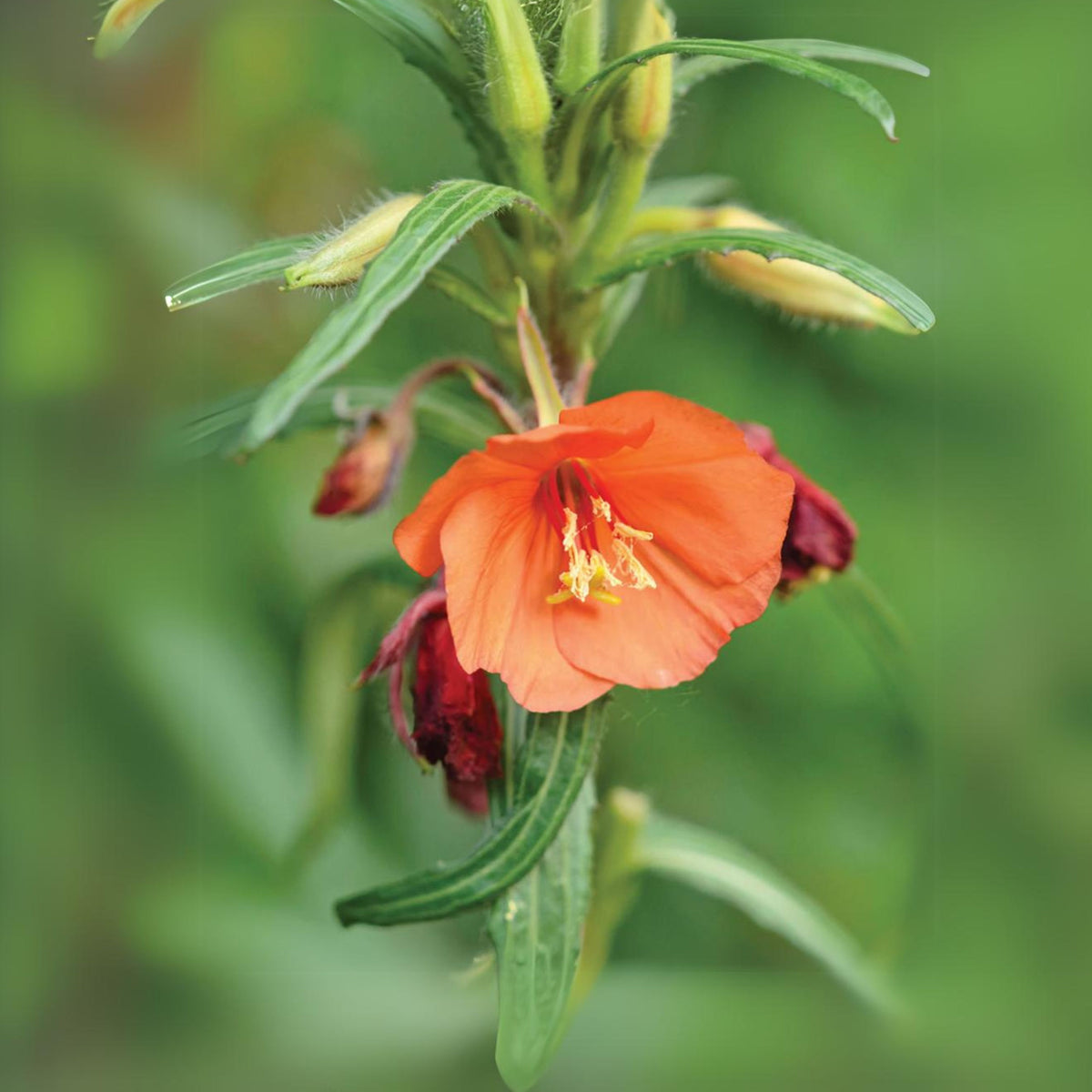 Oenothera Versicolor 'Sunset Boulevard' Seeds - Suncups, 30 seeds