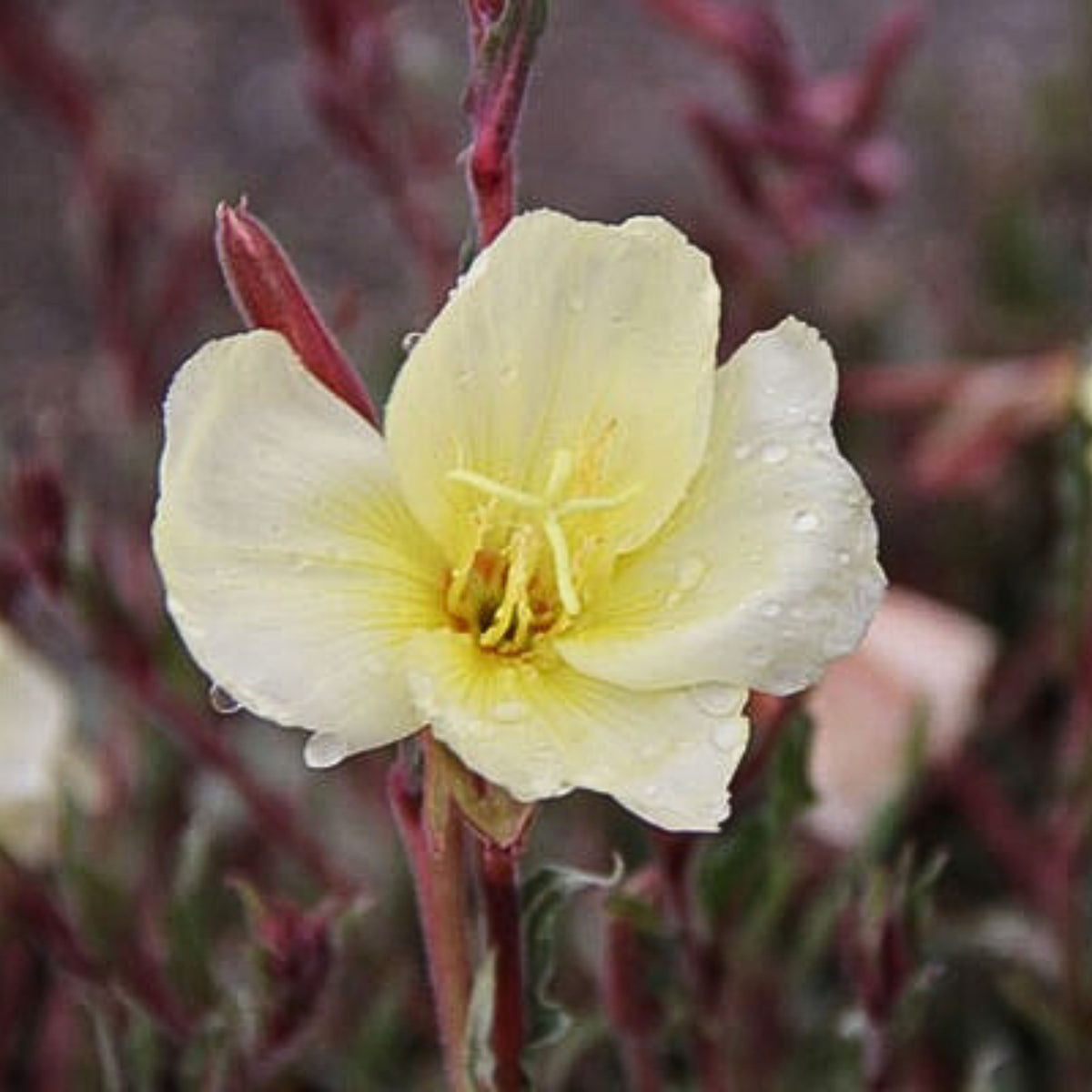 Oenothera Odorata Seeds - Suncups, Sundrops, 30 seeds