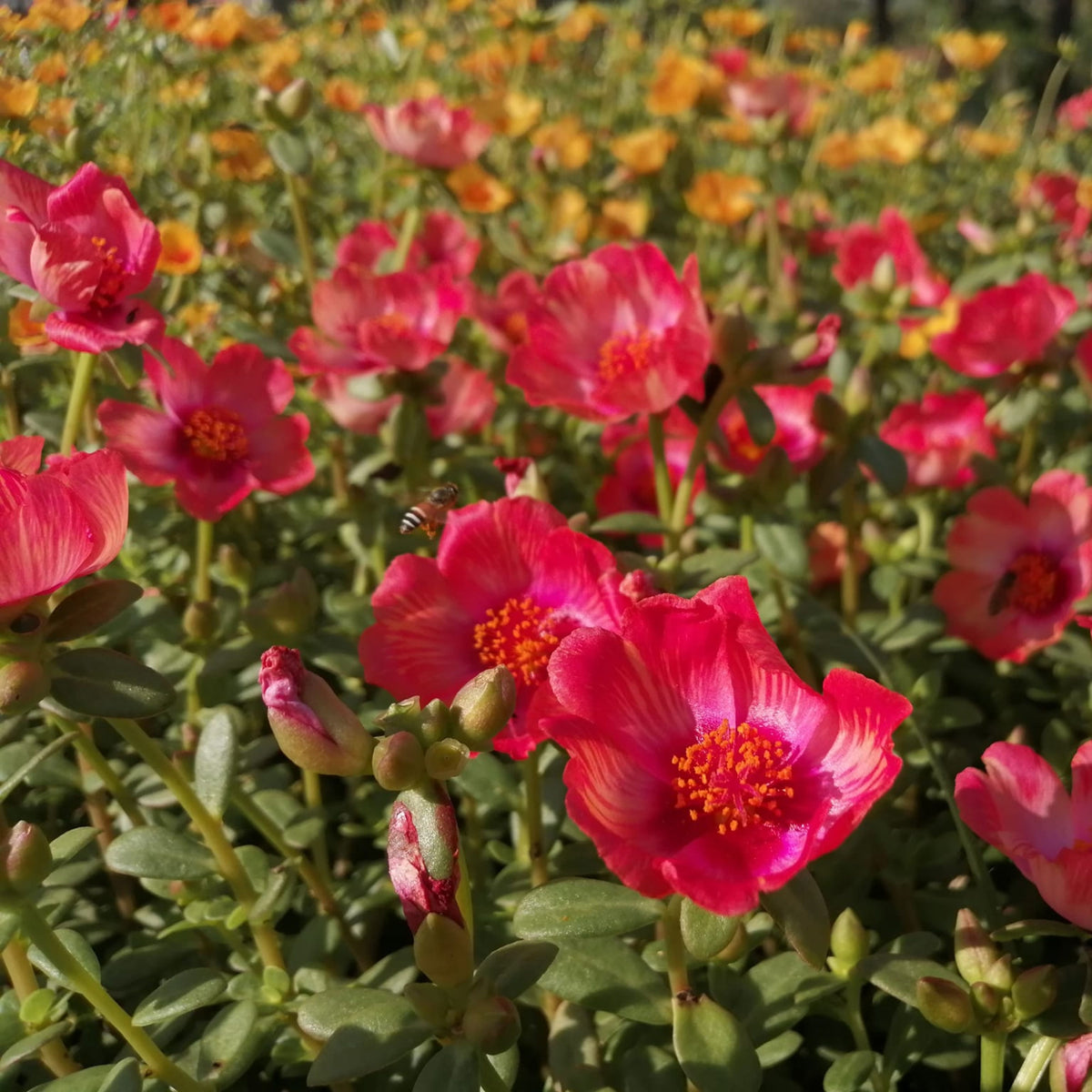 Wingpod Purslane Portulaca Umbraticola Seeds, 30 seeds