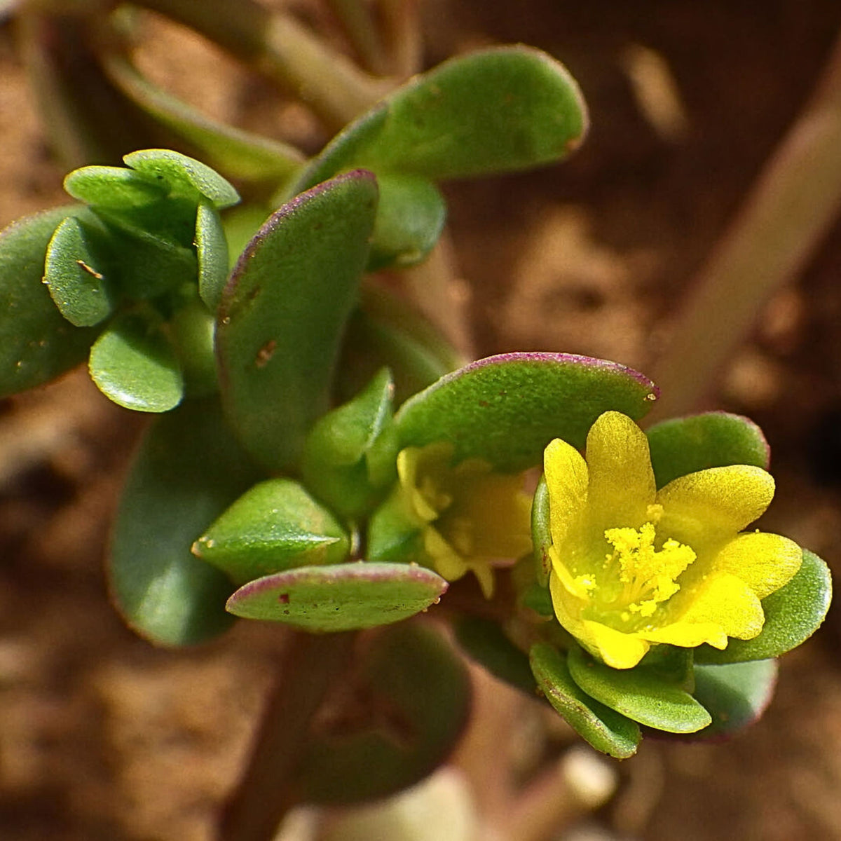 Portulaca Oleracea Seeds - Moss Rose Seeds, Purslanes Seeds, 30 seeds