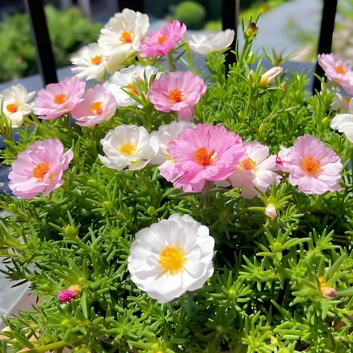 Portulaca Grandiflora 'Sundial Series' Seeds, 30 seeds