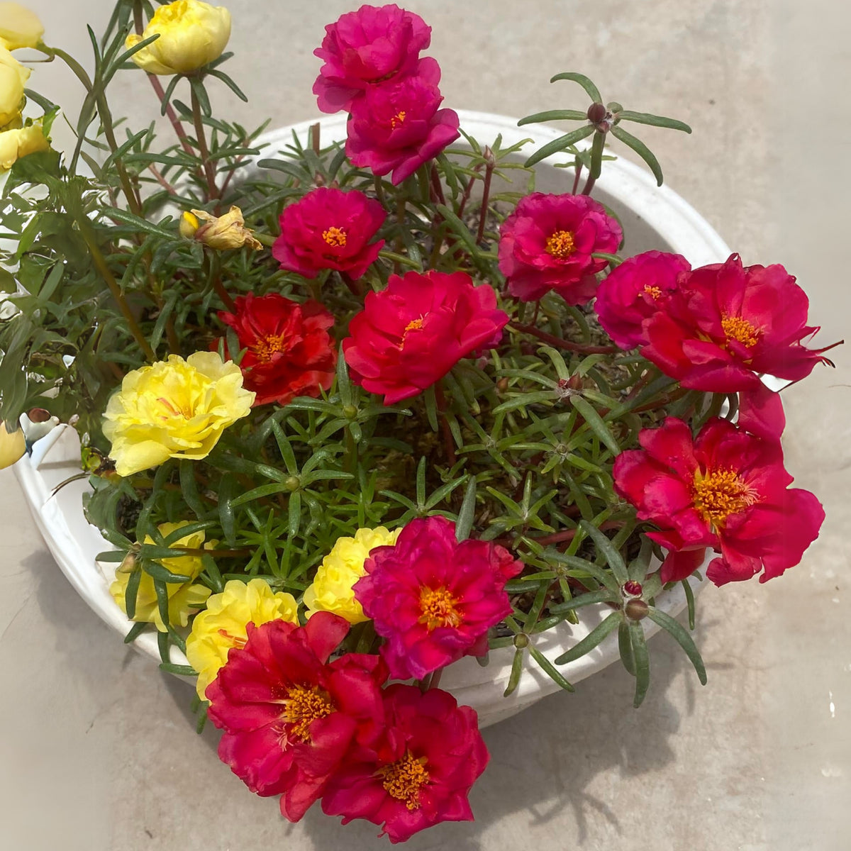 Rose Moss 'Tequila' Portulaca Grandiflora Seeds, 30 seeds
