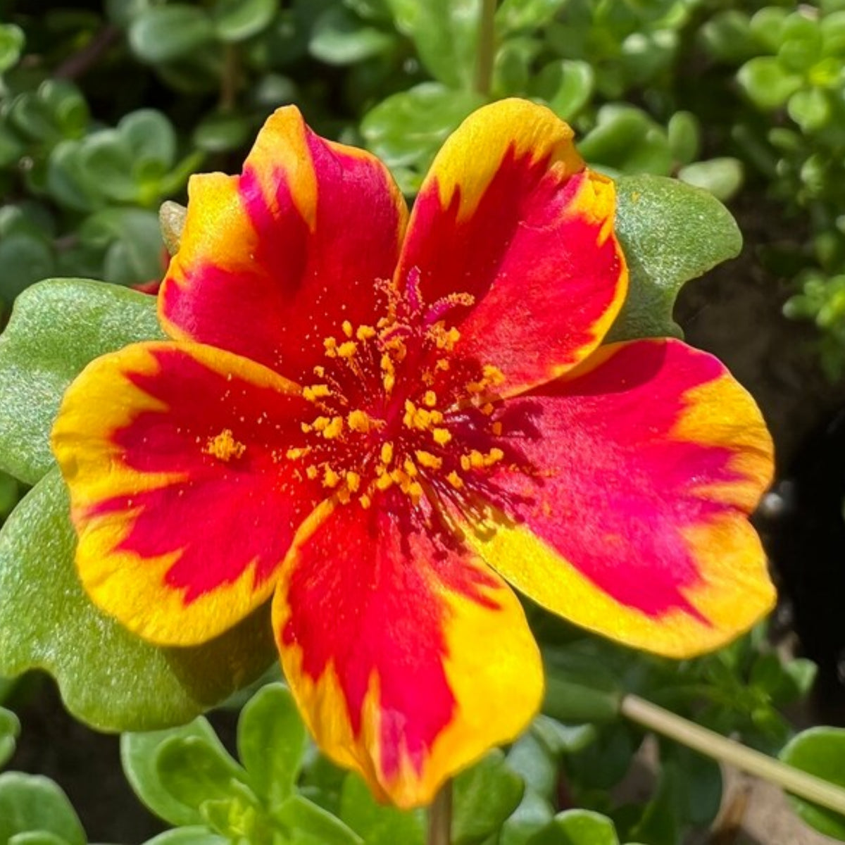 Duet Portulaca Seeds - Moss Rose Seeds, Purslanes Seeds, 30 seeds