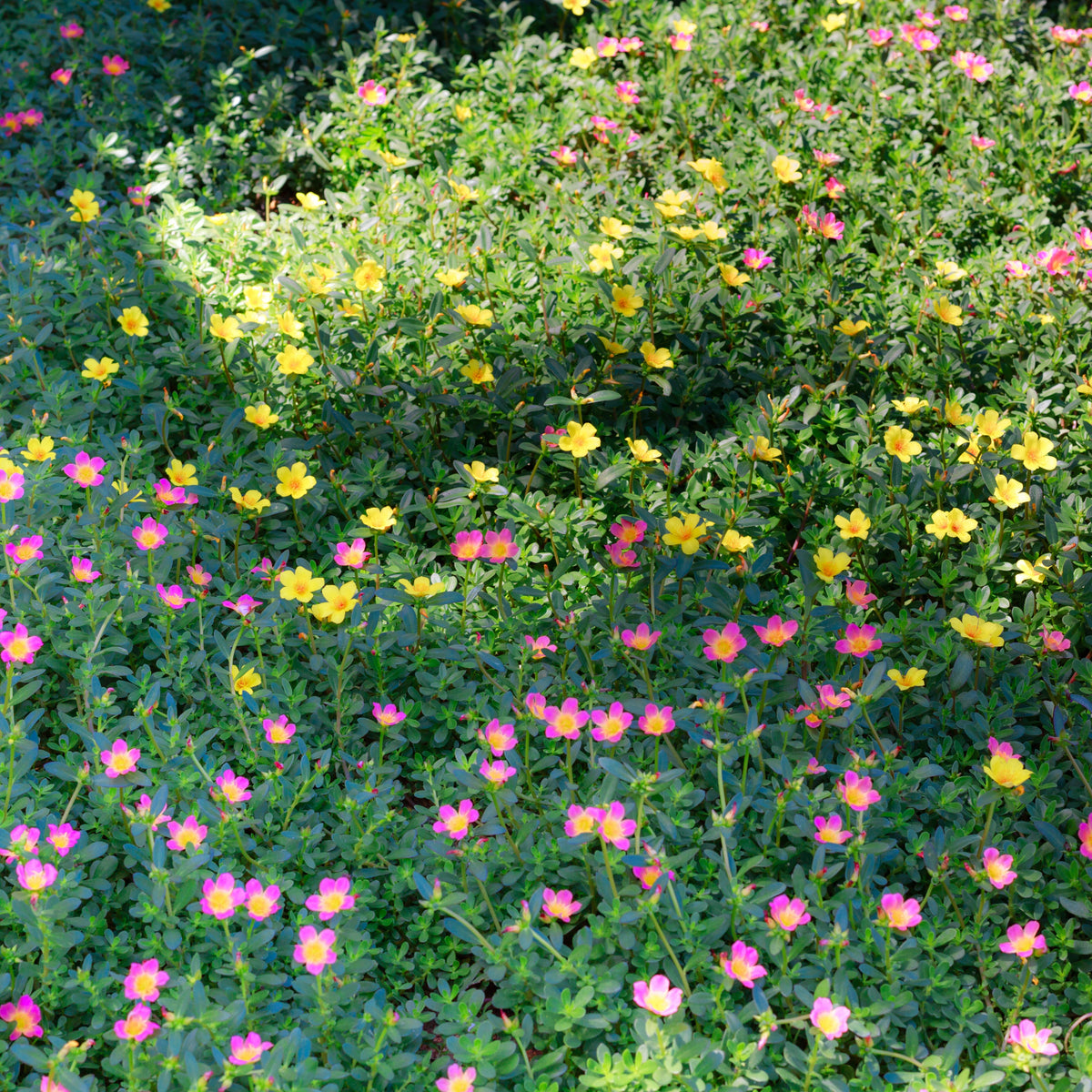 Portulaca 'Toucan' Series Seeds - Sylvatica Seeds, 30 seeds