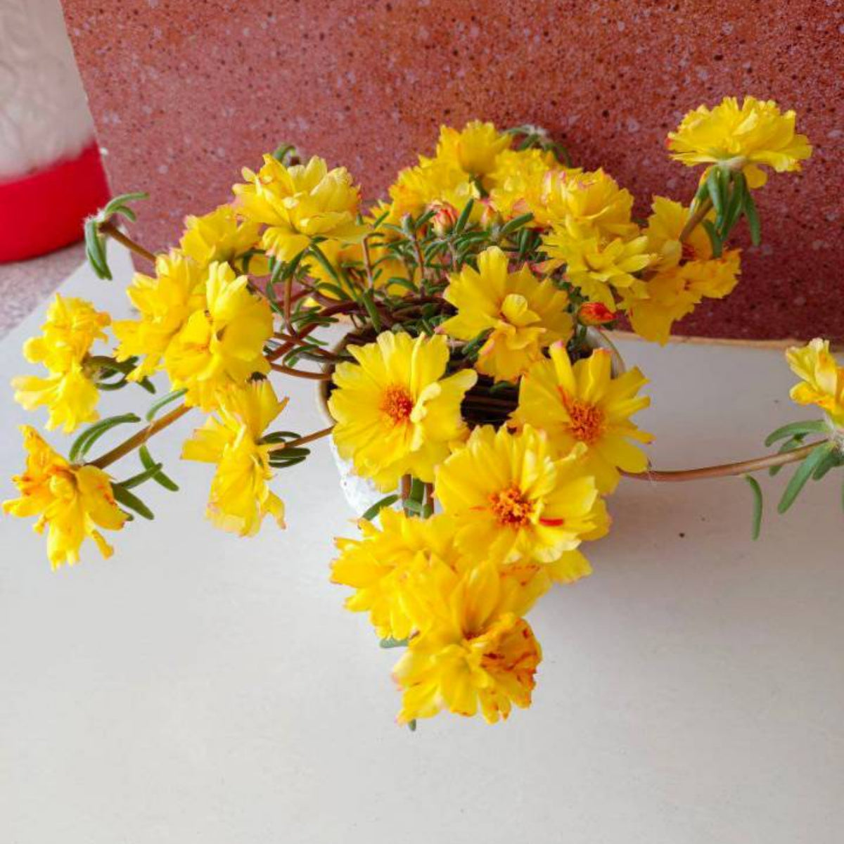 Moss Rose (Portulaca Grandiflora Yellow) Seeds, 30 seeds
