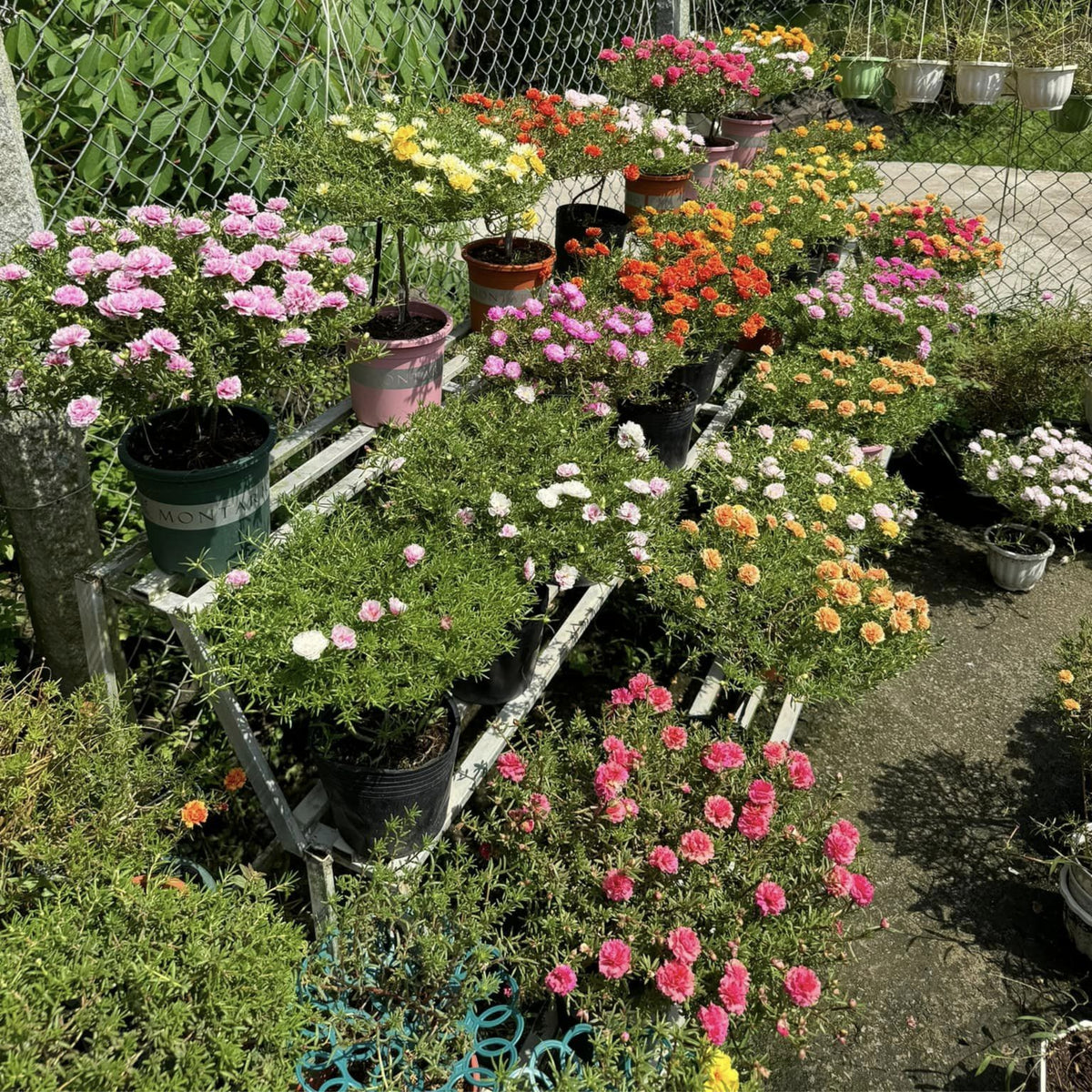 Moss Rose (Portulaca Grandiflora Pink) Seeds, 30 seeds