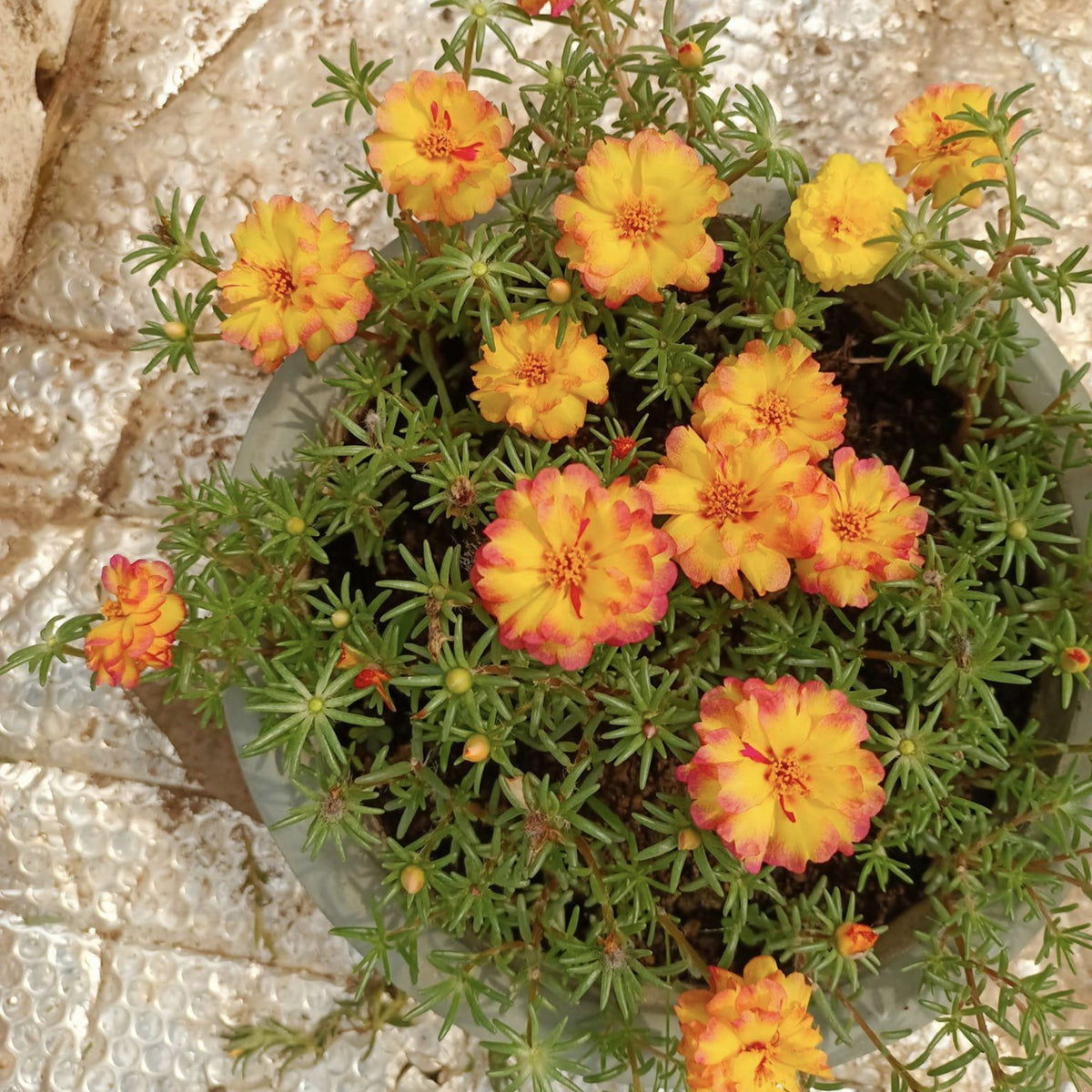 30-Golden Pink Bicolor Moss Rose (Portulaca Grandiflora)-8169 Seeds