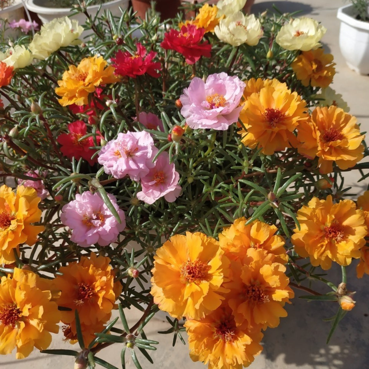 Moss Rose (Portulaca Grandiflora Mix) Seeds, 30 seeds