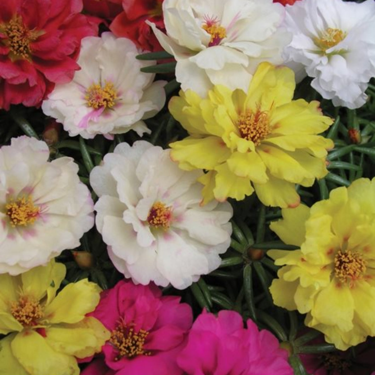 Moss Rose (Portulaca Grandiflora Happy Hour Mix) Seeds, 30 seeds