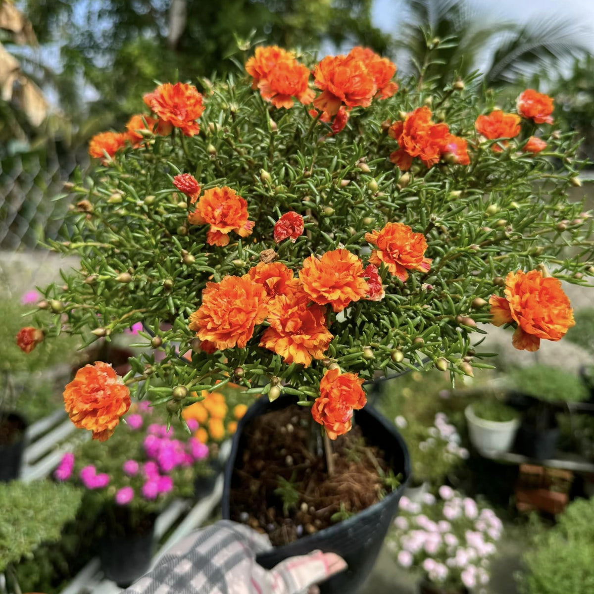 Orange Moss Rose Portulaca Grandiflora Seeds, 30 seeds