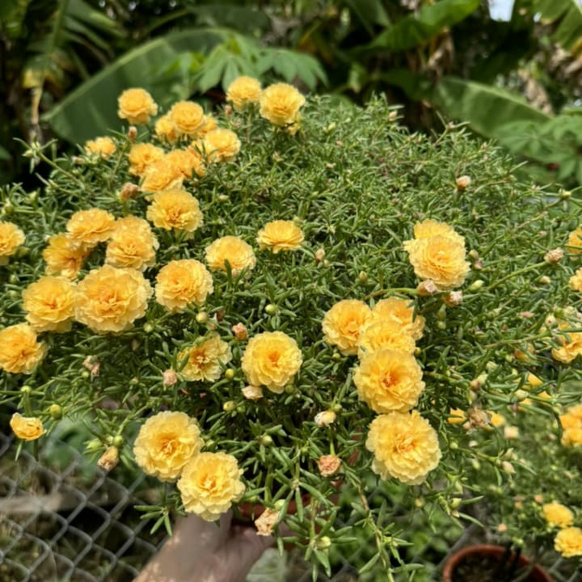 Moss Rose (Portulaca Grandiflora Sundial Peach) Seeds, 30 seeds