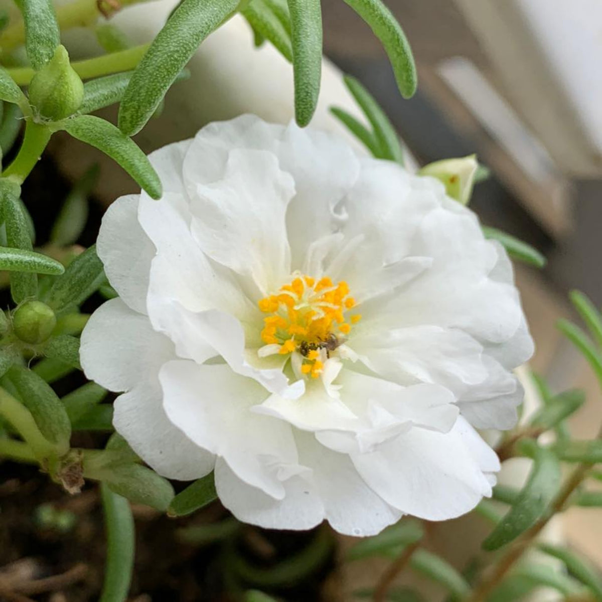 Sundial White Portulaca Seeds - Moss Rose Seeds, 30 seeds