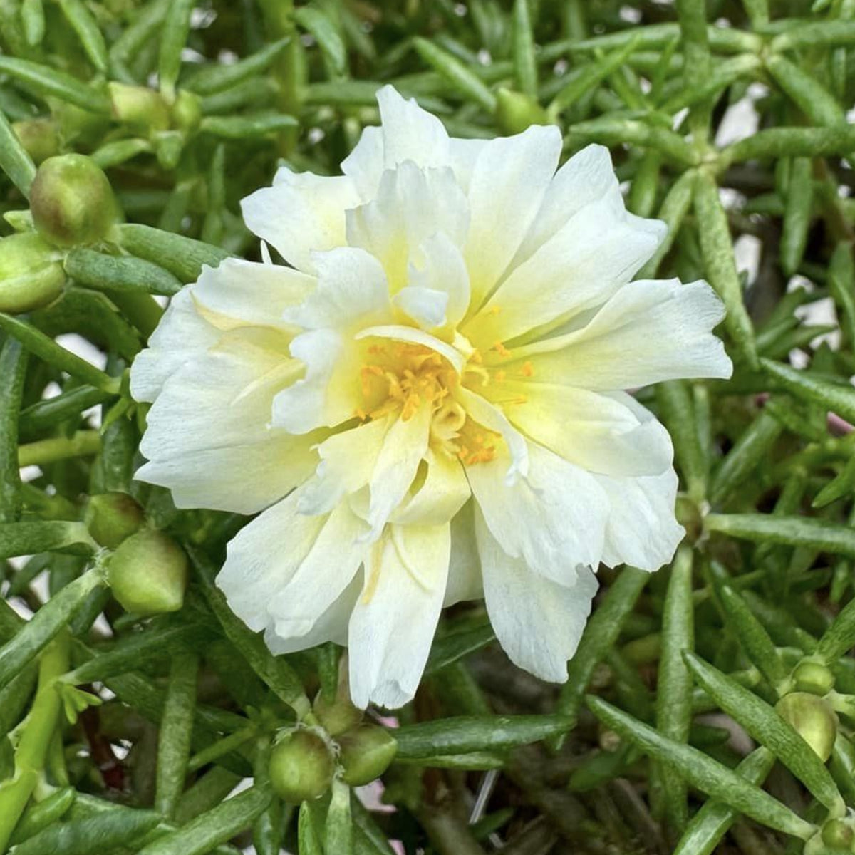 Yellow Rose Moss Portulaca Grandiflora Seeds, 30 seeds
