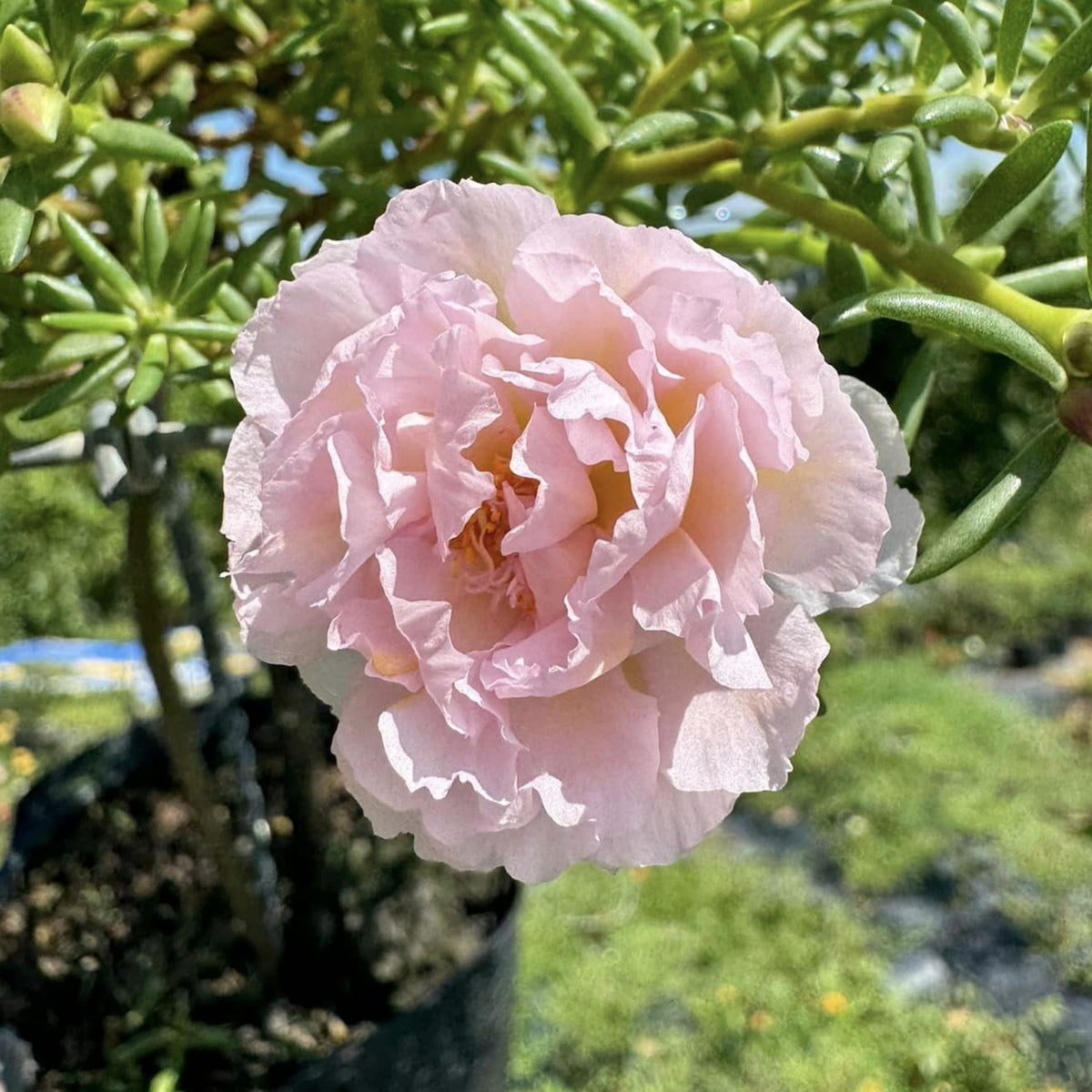 30-Light Pink Moss Rose (Portulaca Grandiflora)-8180 Seeds
