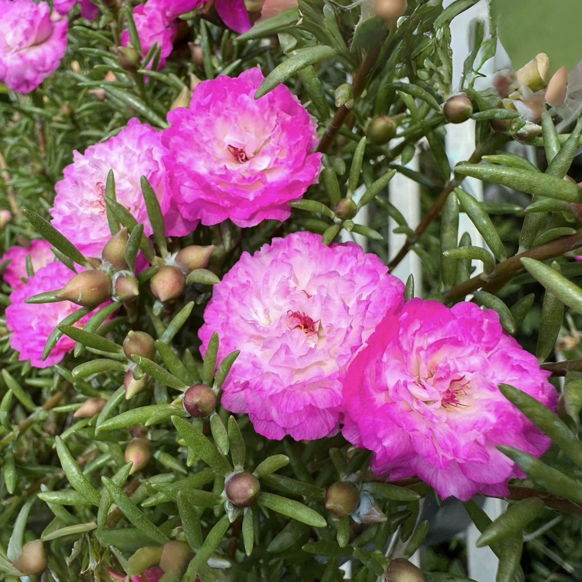 Moss Rose Seeds - Tangerine Seeds, Portulaca Seeds, 30 seeds