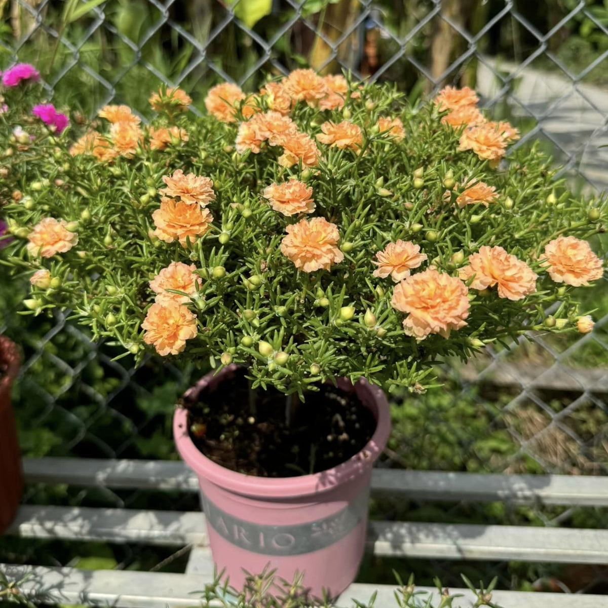 Purslane Seeds - Green Seeds, Portulaca Seeds, 30 seeds