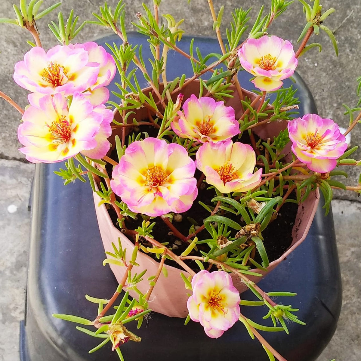 30-Yellow-Pink Bicolor Moss Rose-8183 Seeds