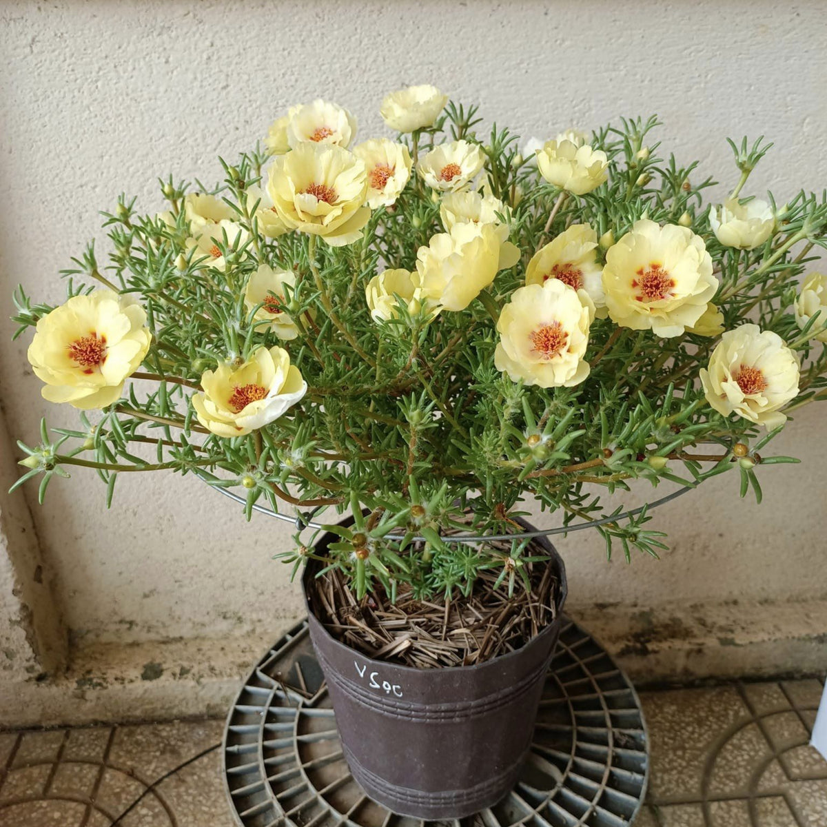 Portulaca Umbraticola 'Mojave Yellow' Seeds, 30 seeds