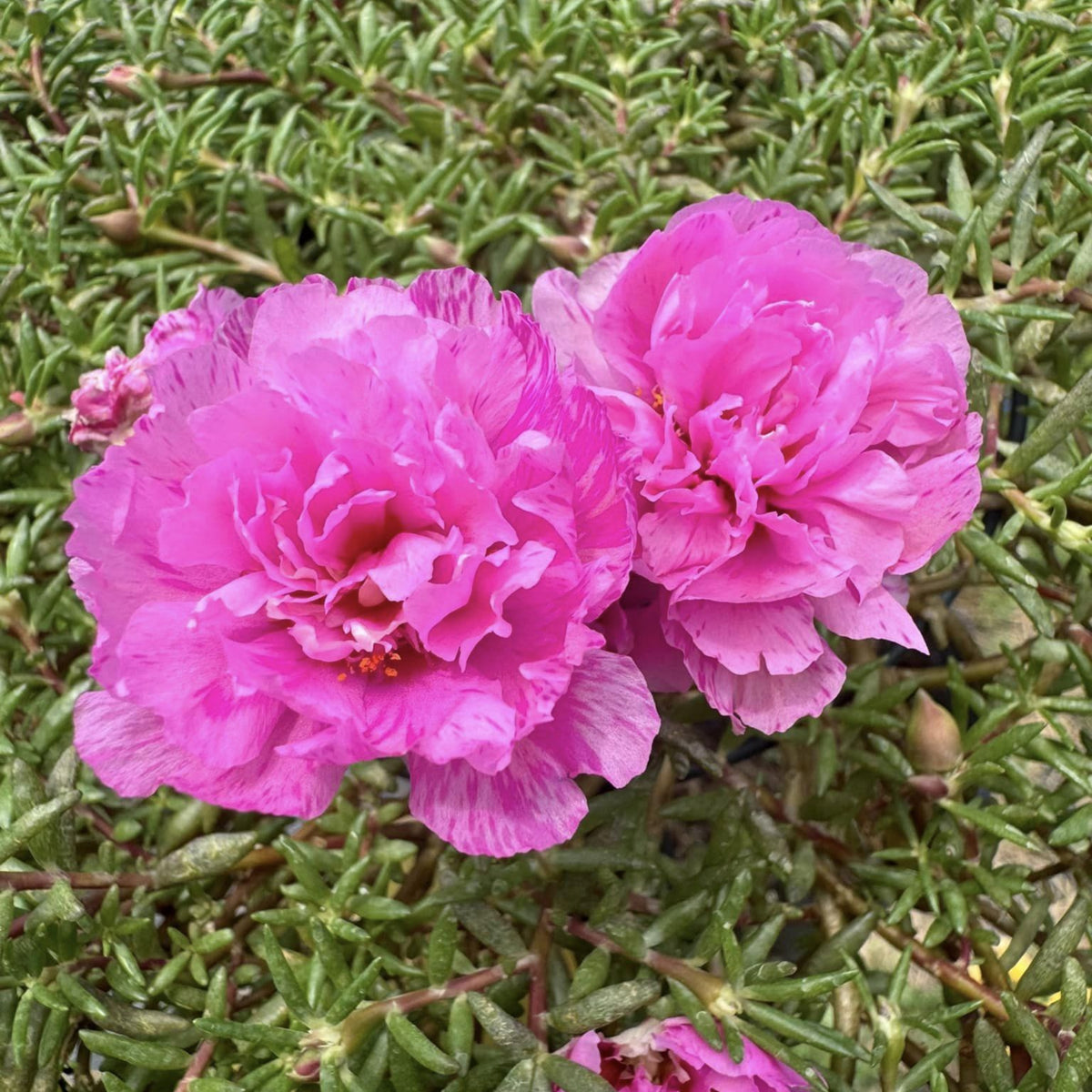 Portulaca Umbraticola 'Mojave® Pink' Seeds - Moss Rose Seeds, 30 seeds