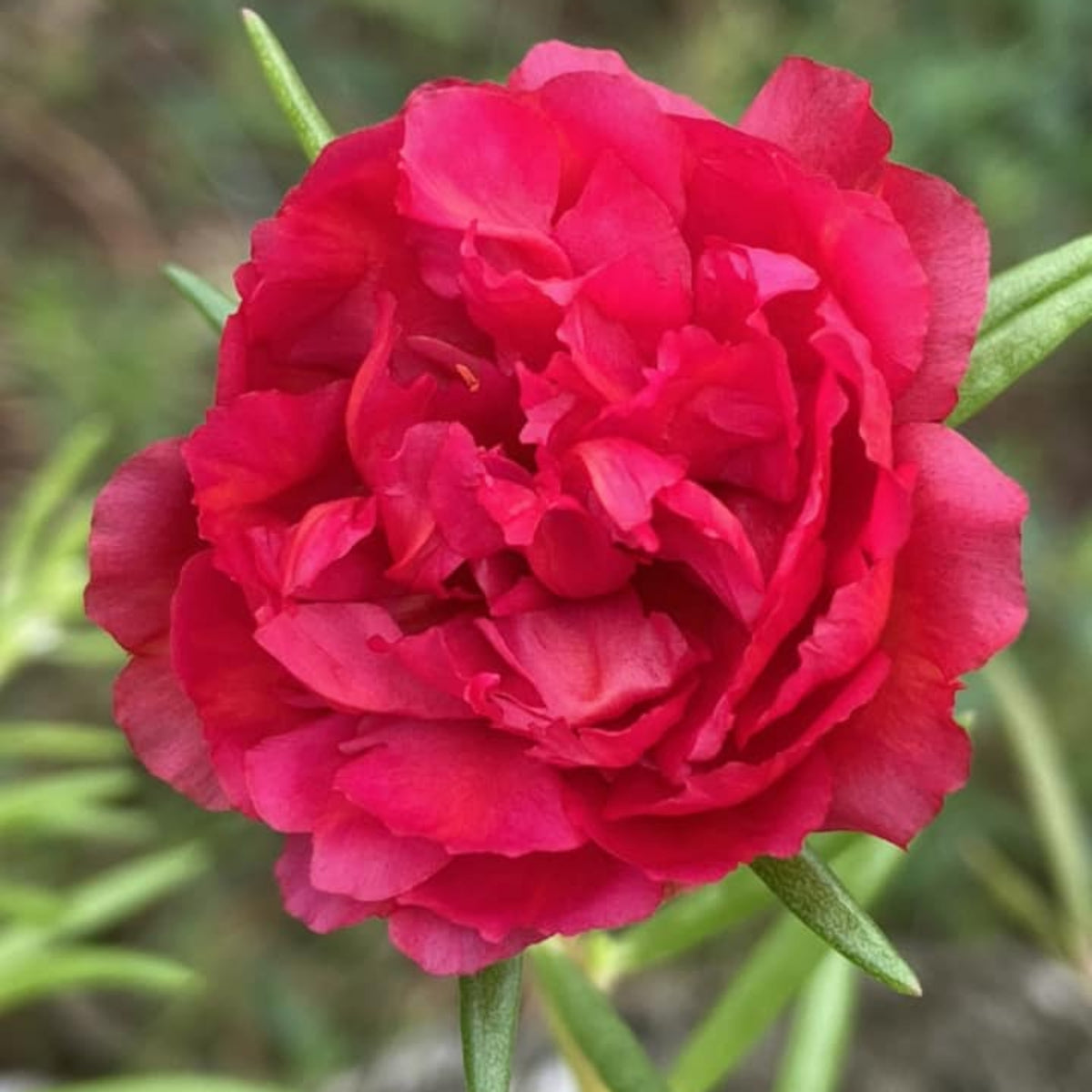 Portulaca Umbraticola 'Mojave® Red' Seeds - Moss Rose Seeds, 30 seeds