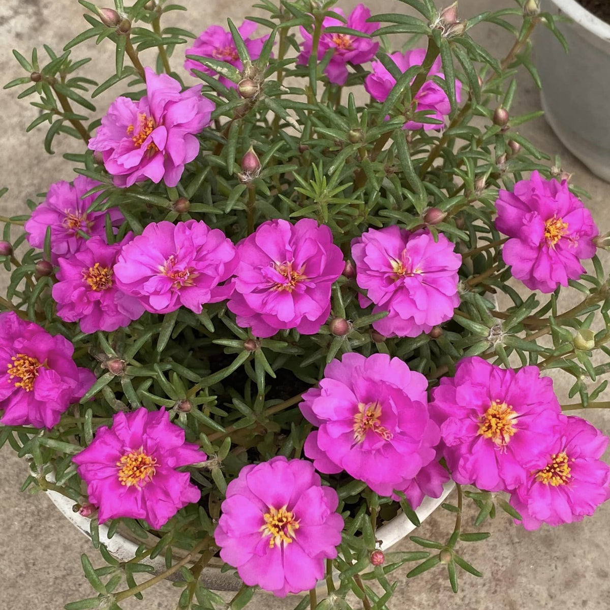 Portulaca Umbraticola 'Mojave® Tangerine' Seeds, 30 seeds
