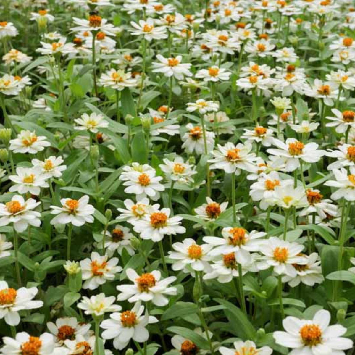 Zinnia Angustifolia 'Crystal White' Seeds, 30 seeds