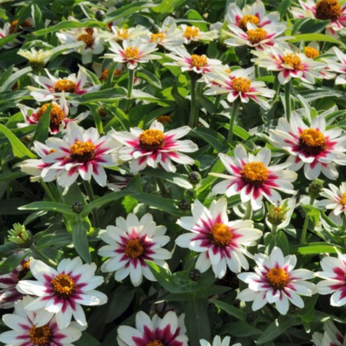 Zinnia Marylandica Zahara Rose Starlight Seeds, 30 seeds
