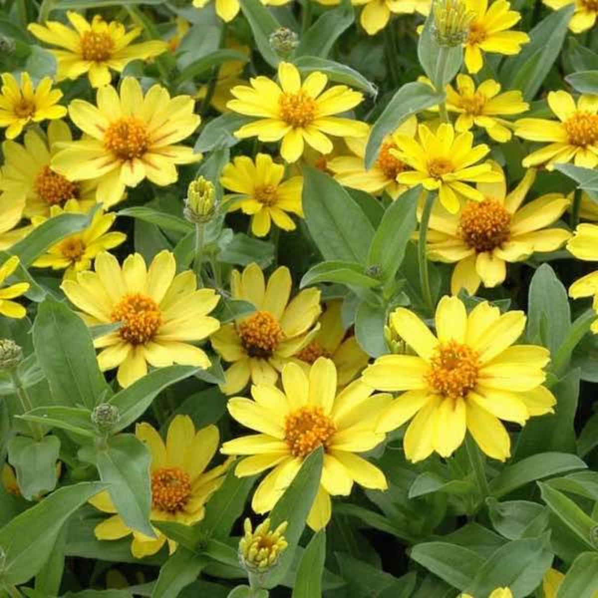 Profusion Double Yellow Zinnia Seeds, 30 seeds