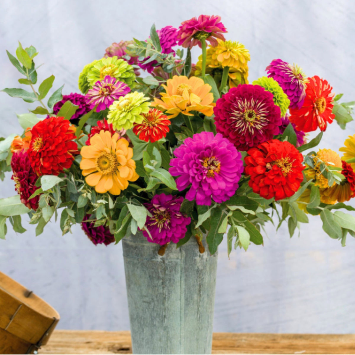 Mix Zinnia Elegans Seeds, 30 seeds