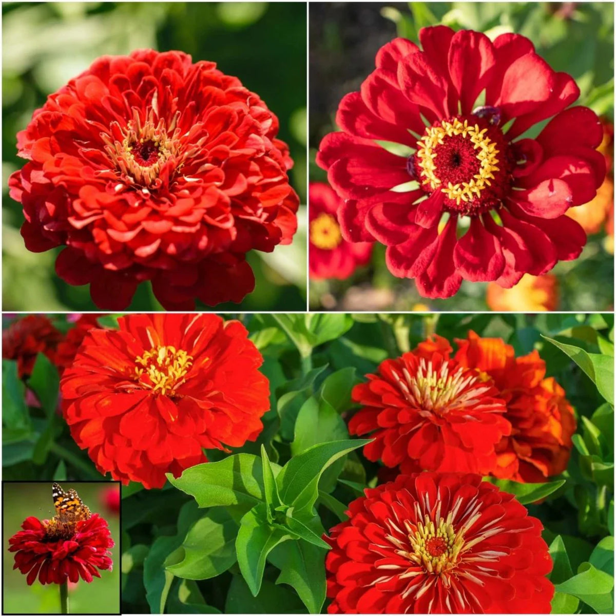 Cherry Queen Zinnia Elegans Seeds, 30 seeds