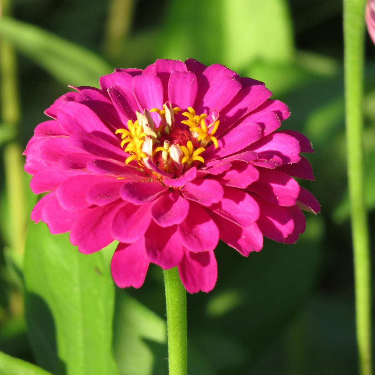 Purple Prince Zinnia Elegans Seeds, 30 seeds
