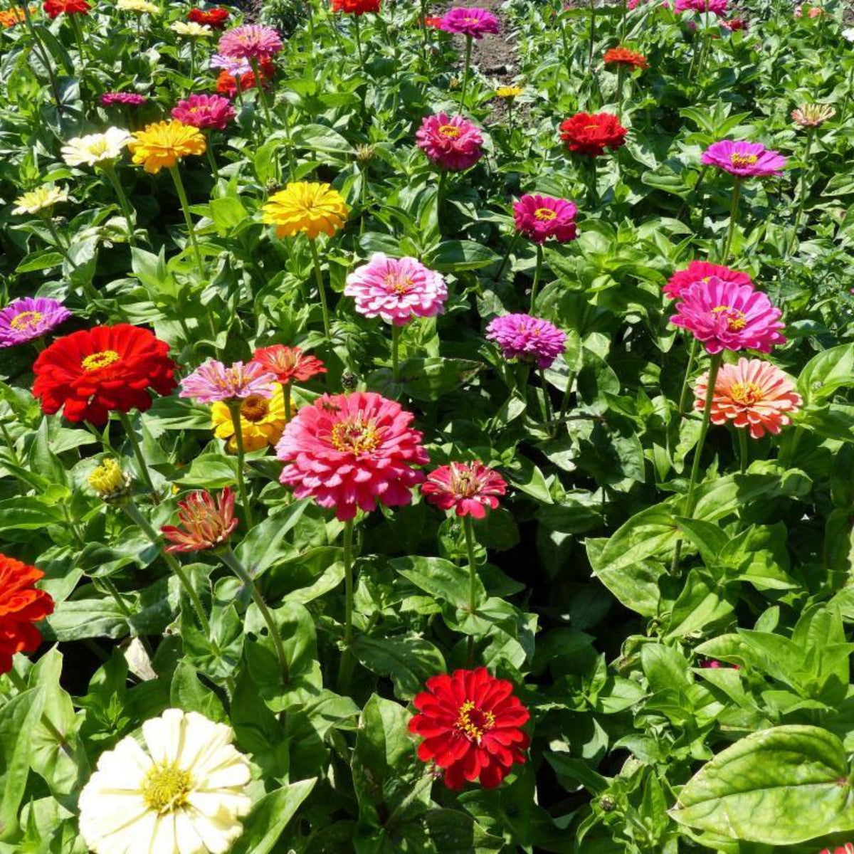 Zinnia Seeds - Flowered Mixture, 30 seeds