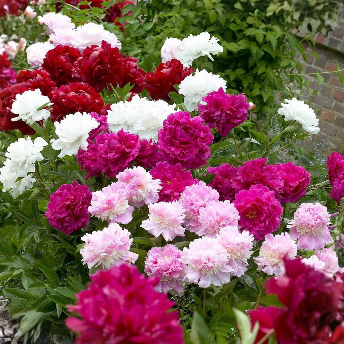 10+ Rare Seeds - Peony Mixture Super Sak Seeds