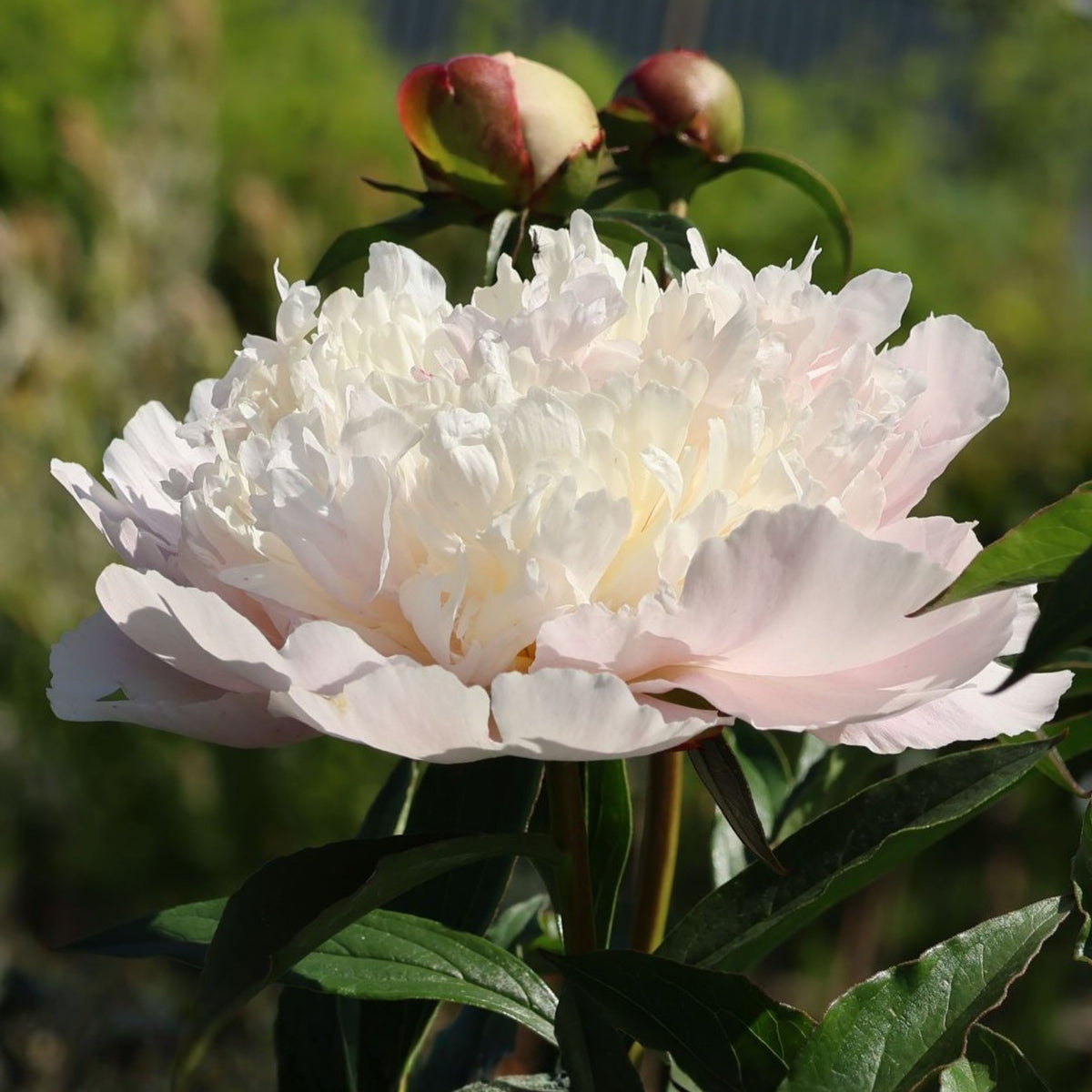 10+ Rare Seeds - Mme Clot Peony Seeds (Paeonia, Herbaceous Peony)