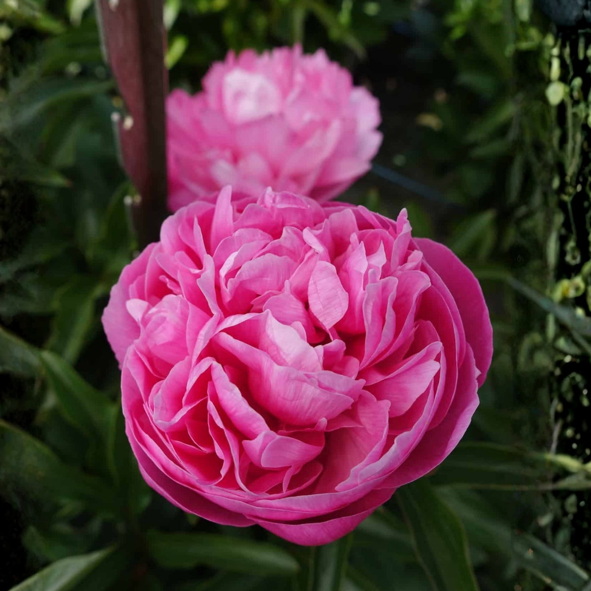 10+ Rare Seeds - Joker Peony Seeds (Paeonia, Herbaceous Peony)