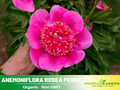 10+ Rare Seeds| Officinalis Anemoniflora Rosea Peony #B013