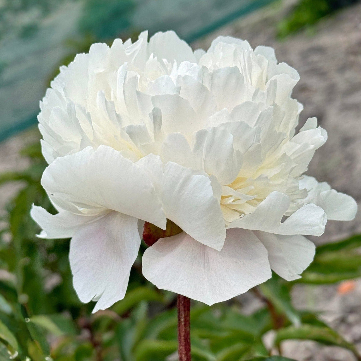 10+ Rare Seeds - Alertie Peony Seeds (Paeonia, Herbaceous Peony)