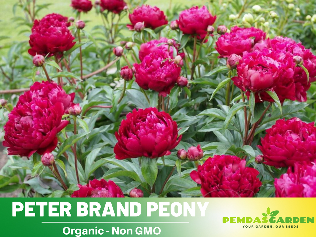 10+ Rare Seeds Peter Brand Peony Seeds (Paeonia, Chinese Peony) Hei