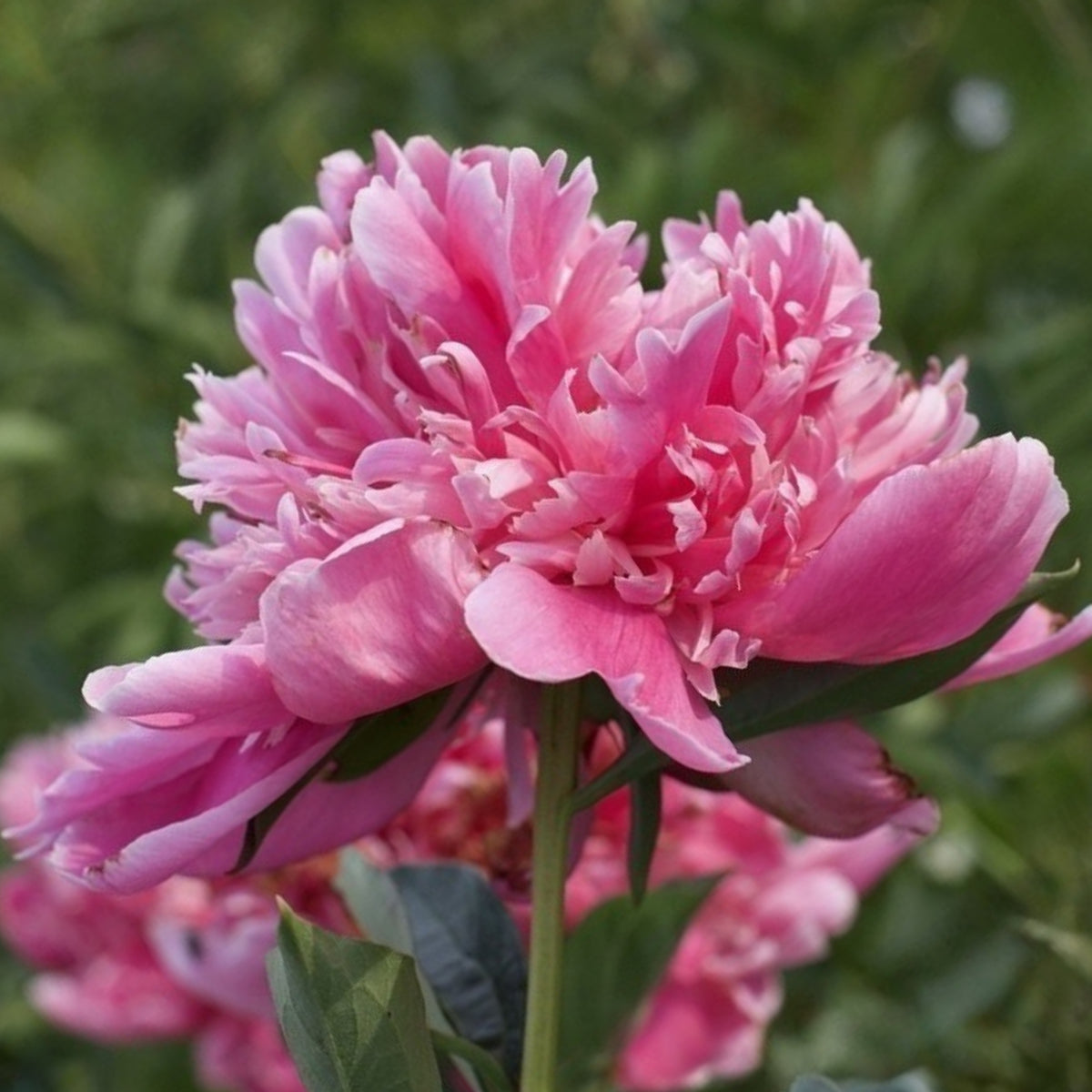 Edulis Superba Peony Seeds - Chinese Peony, Double Blooms, 10+ seeds