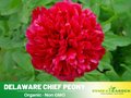 10+ Rare Seeds| Delaware Chief Peony Seeds #B021