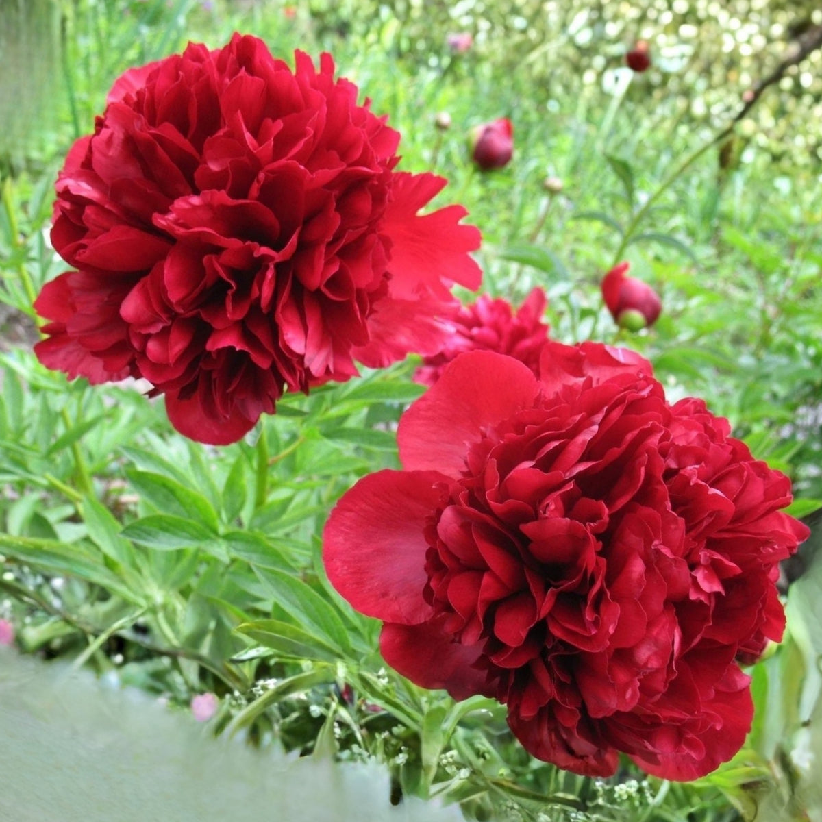 Delaware Chief Peony Seeds - Herbaceous, Double Blooms, 10+ seeds