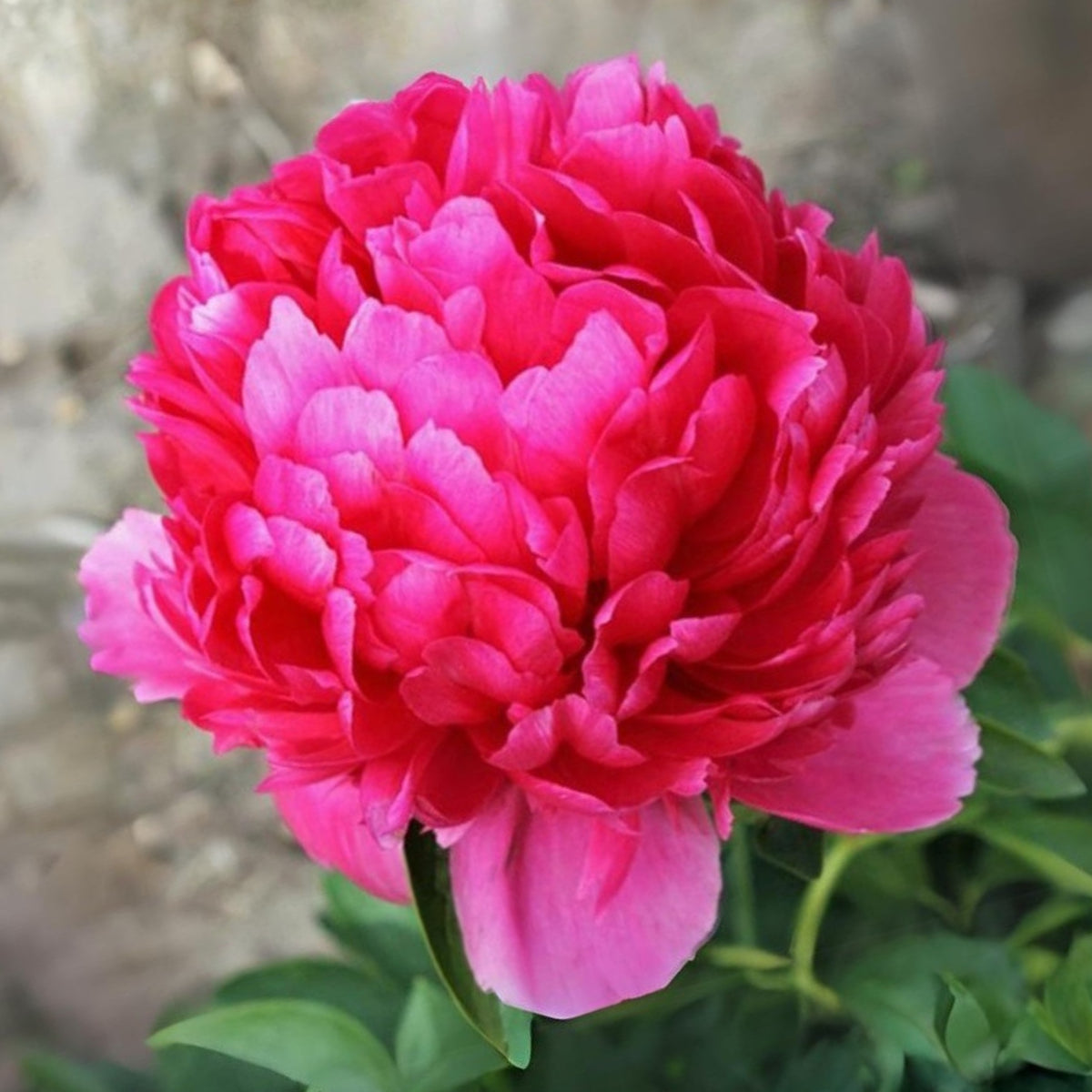 Mary Jo Legare Peony Seeds - Herbaceous, 10+ seeds