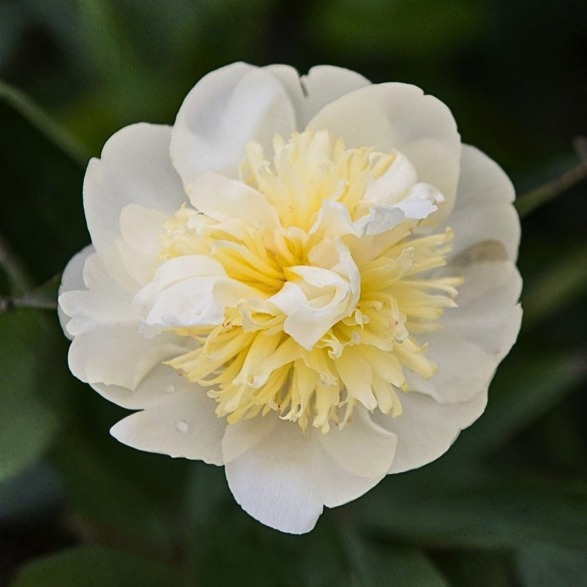 Goldilocks Peony Flower Seeds (Paeonia, Chinese Peony), 10+ seeds