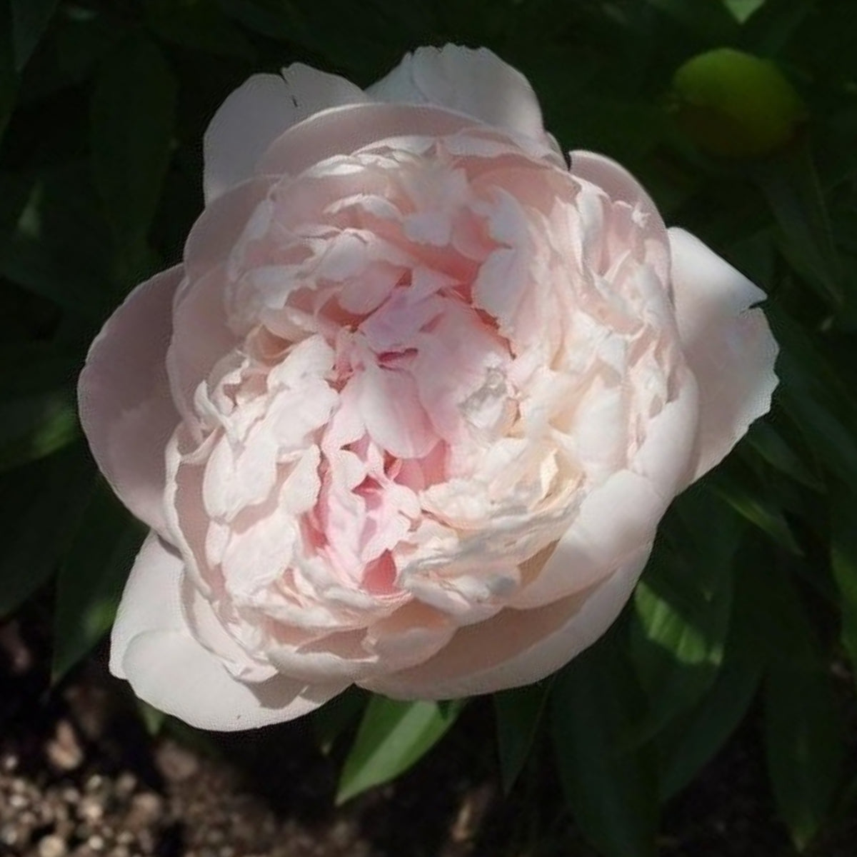 Sarah Bernhardt Peony Seeds - Chinese Peony, 10+ seeds