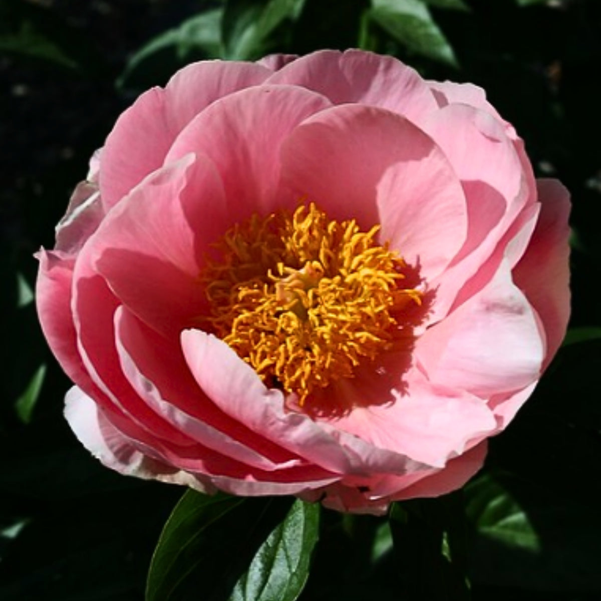 Salmon Dream Peony Seeds - Chinese Peony, 10+ seeds