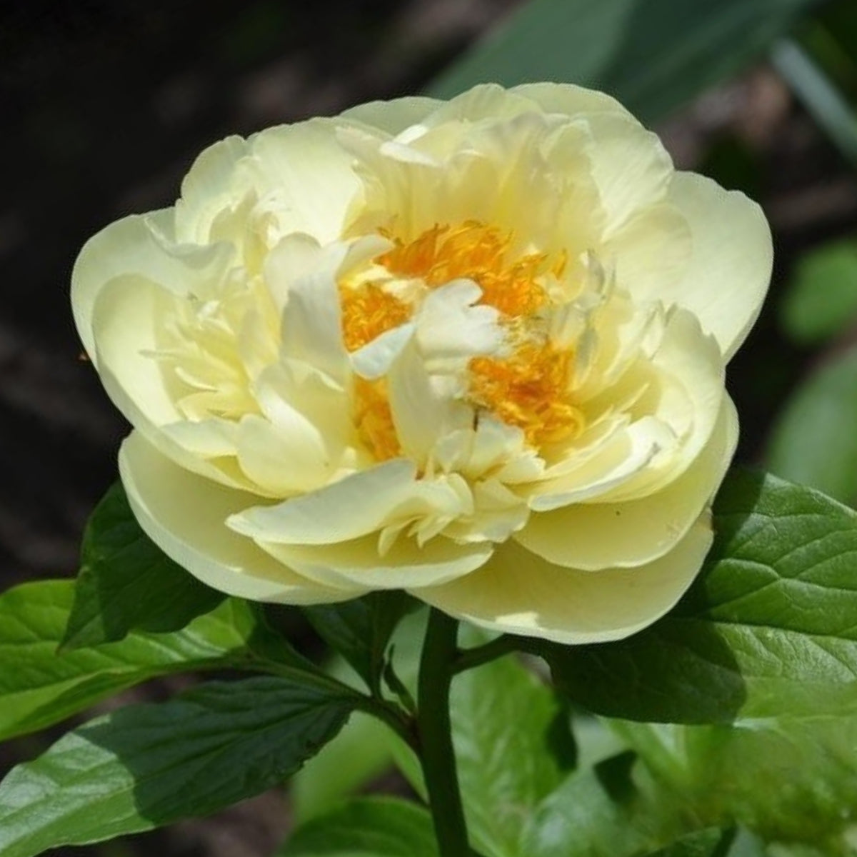 Lemon Chiffon Peony Seeds (Paeonia, Chinese Peony), 10+ seeds