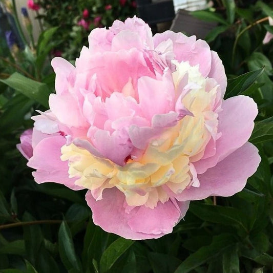 Pink Sorbet Peony Seeds - Chinese Peony, 10+ seeds