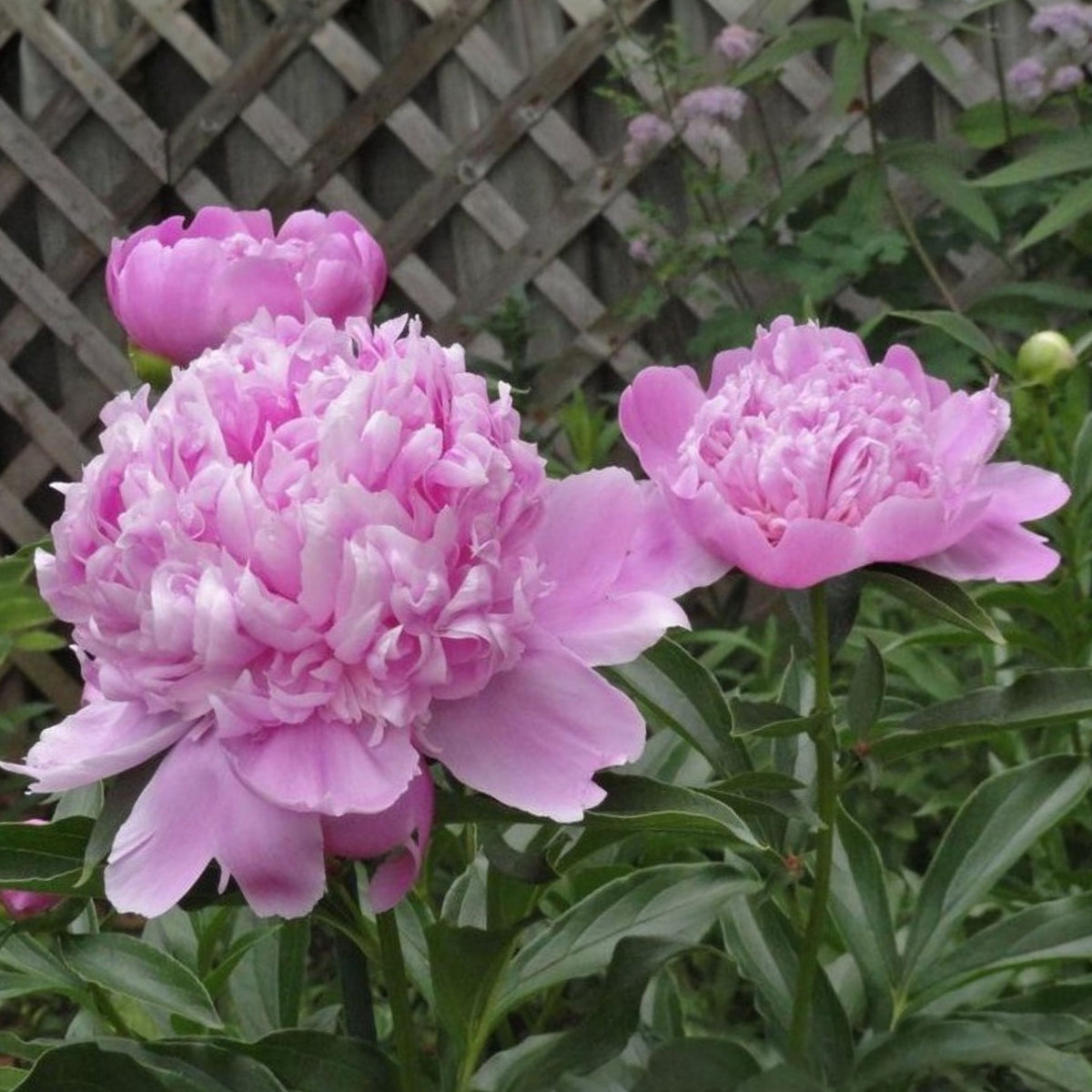 Pink Monsieur Jules Elie Peony Seeds - Chinese Peony, 10+ seeds