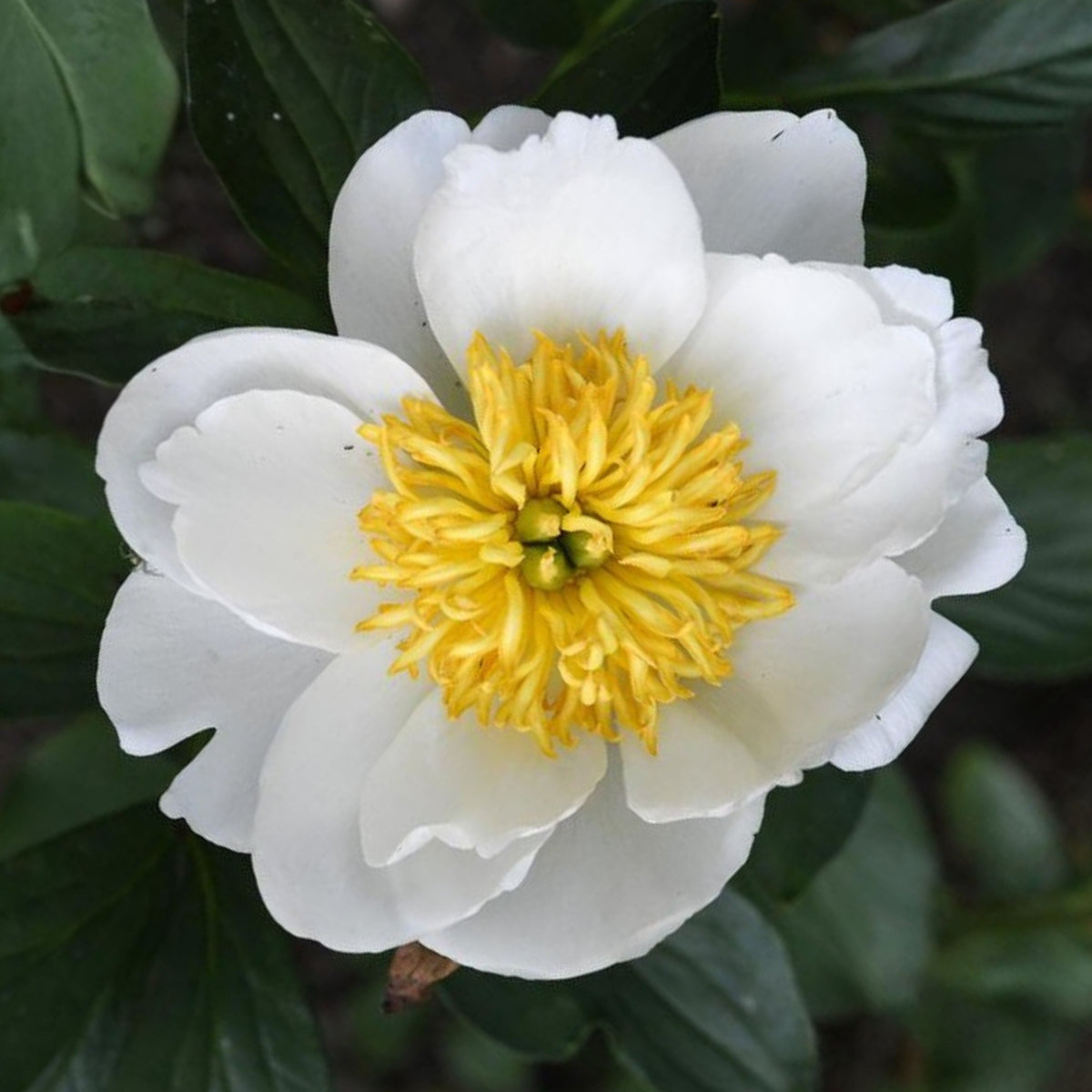 Jan van Leeuwen Peony Seeds - Chinese Peony, Double Blooms, 10+ seeds